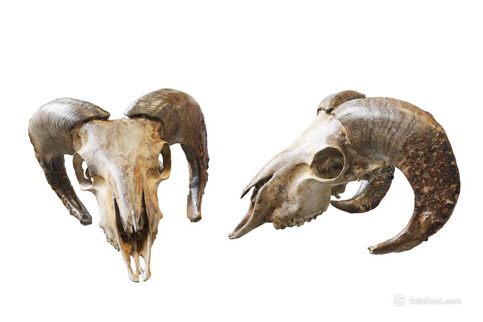 Rustic Animal Wall Decor With Decorative Ram Skulls For Home Decoration 3d model 