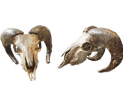 Rustic Animal Wall Decor With Decorative Ram Skulls For Home Decoration 3d model