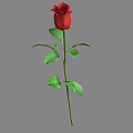 Beautiful Red Rose With Green Stem And Leaves On Gray Background