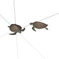 Pair of Sea Turtles With Brownish Shells Swimming Gracefully In Ocean Water