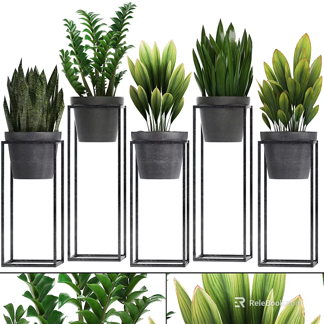 Multiple Potted Bonsai Plants On Black Metal Stands With Lush Green Foliage 3d model 