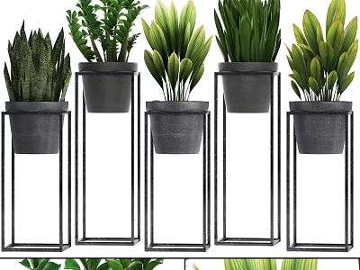 Multiple Potted Bonsai Plants On Black Metal Stands With Lush Green Foliage 3d model