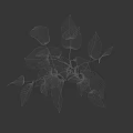 Fresh Green Bonsai Plant With Slender Branches For Indoor Home Decoration