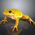 Yellow and green frog showcasing vibrant colors on dark background with detailed texture