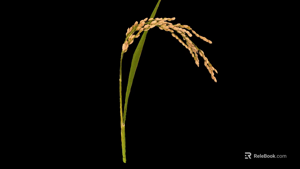 Rice Plant With Mature Ear And Green Leaves On Black Background 3d model 