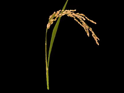Rice Plant With Mature Ear And Green Leaves On Black Background 3d model