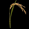 Rice Plant With Mature Ear And Green Leaves On Black Background