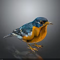 Colorful Bird with Blue Head and Orange Belly Standing on Smooth Surface Against Dark Background