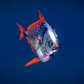 Vibrant Silver Red Fish With White Spots And Red Fins In Deep Blue Water