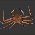 Vibrant Red Crab With Long Legs And Claws On Dark Background