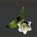 Fresh White Flower With Green Leaves And Delicate Petals On Gray Background