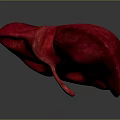 Red 3D Liver Anatomical Model Displaying Detailed Abdominal Organ Structure 3d model