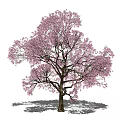 Sakura Tree Landscape Tree 3d model