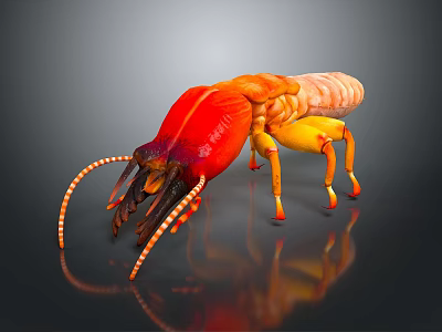 Colorful Aquatic Shrimp With Red And Yellow Body Long Antennae And Detailed Legs 3d model