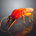 Colorful Aquatic Shrimp With Red And Yellow Body Long Antennae And Detailed Legs