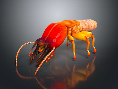 Colorful Aquatic Shrimp With Red And Yellow Body Long Antennae And Detailed Legs 3d model Colorful Aquatic Shrimp With Red And Yellow Body Long Antennae And Detailed Legs 3d model