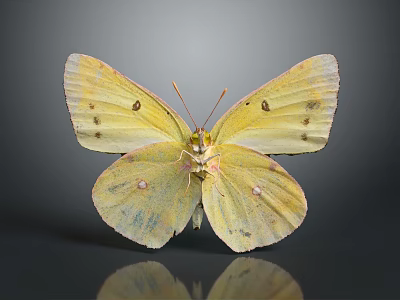Yellow Butterfly With Spotted Wings On Dark Background And Reflection Close Up View 3d model