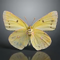 Yellow Butterfly With Spotted Wings On Dark Background And Reflection Close Up View
