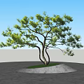 Green Leafy Arbor With Curved Trunk And Small Grass Area On Gray Paved Ground