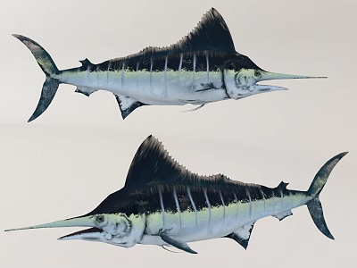 Two Marlins With Blue And White Body Tall Dorsal Fin And Long Bill 3d model