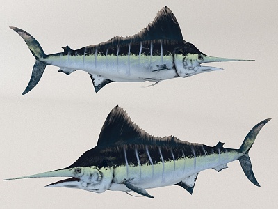 marine tuna fish model