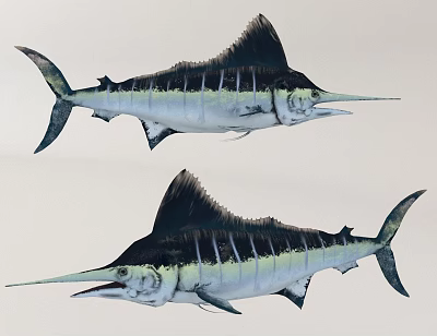 Two Marlins With Blue And White Body Tall Dorsal Fin And Long Bill 3d model Two Marlins With Blue And White Body Tall Dorsal Fin And Long Bill 3d model