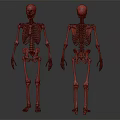 Skeleton Limbs Structure Front And Back View With Arms Legs Hands Feet 3d model