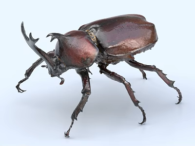 Flying Beetle With Reddish Brown Exoskeleton And Prominent Horns On White Background 3d model