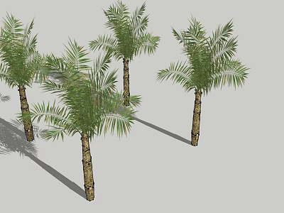 Tall Palm Trees With Brown Trunks Green Leaves And Shadows In 3d model