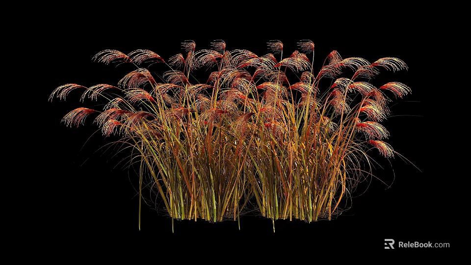 Decorative Ornamental Grasses With Red And Yellow Plumes On Black Background 3d model 