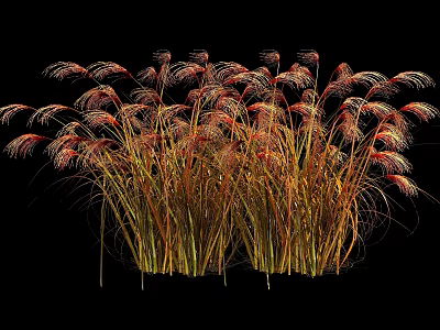 Decorative Ornamental Grasses With Red And Yellow Plumes On Black Background 3d model