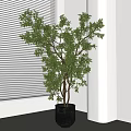 Indoor Bonsai Potted Plant with Lush Green Leaves in Dark Pot by Window Blinds