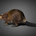 Realistic 3D Model Beaver in Standing Pose on Gray Background 3d model