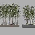 Bonsai Bamboo Potted Plants With Slender Stems Green Leaves And Stones