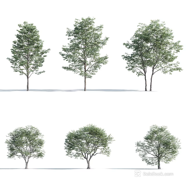Various Arbor Trees With Different Canopy Shapes And Green Foliage 3d model