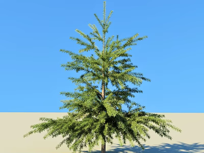 Tall Green Arbor With Lush Foliage Growing Against Blue Sky And Sandy Ground 3d model