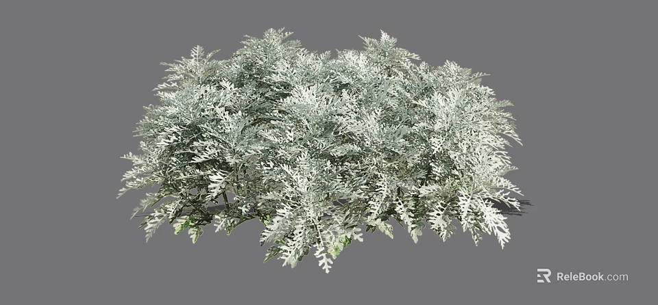Lush Silver Gray Shrub With Feathery Leaves And Dense Foliage Growth 3d model 