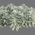 Lush Silver Gray Shrub With Feathery Leaves And Dense Foliage Growth