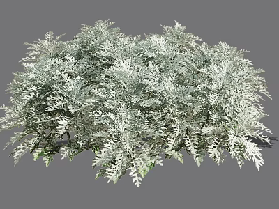 Lush Silver Gray Shrub With Feathery Leaves And Dense Foliage Growth 3d model
