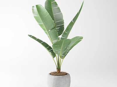 Large Leaf Potted Plant In White Concrete Pot For Indoor Decoration 3d model