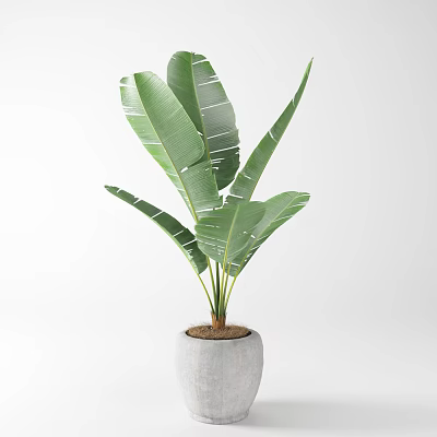 Large Leaf Potted Plant In White Concrete Pot For Indoor Decoration 3d model
