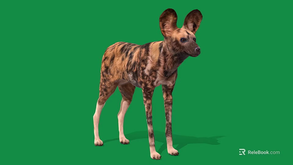 African Wild Dog With Large Ears And Spotted Coat On Green Background 3d model 
