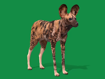 African Wild Dog With Large Ears And Spotted Coat On Green Background 3d model