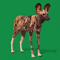 African Wild Dog With Large Ears And Spotted Coat On Green Background
