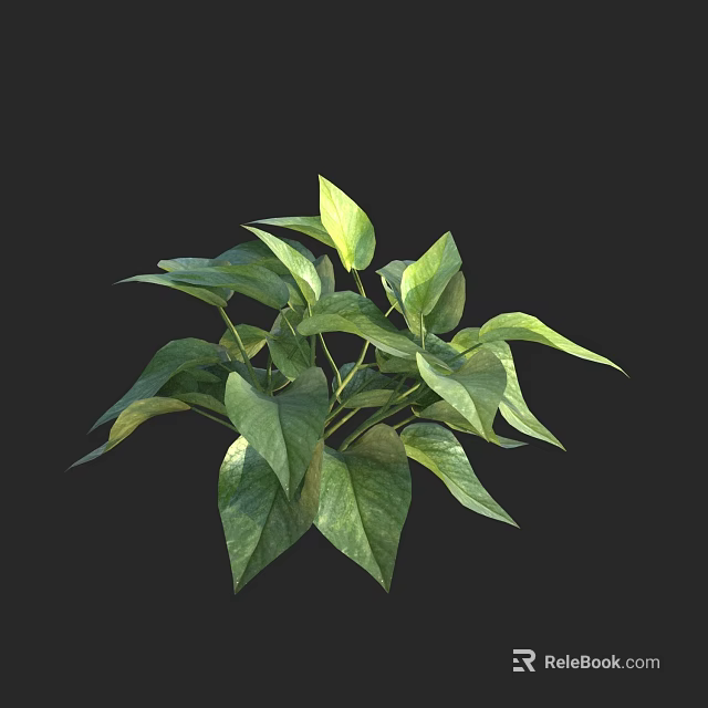 Pothos Plant With Green Glossy Fresh Leaves Growing Vibrantly On Black Background 3d model 