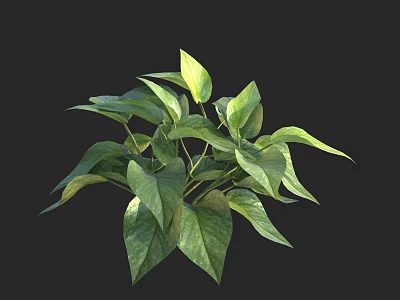 Pothos Plant With Green Glossy Fresh Leaves Growing Vibrantly On Black Background 3d model