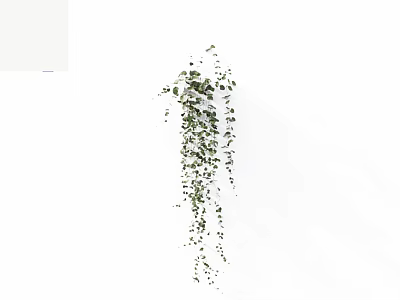 Hanging Indoor Decorative Vine Plant With Green Leaves And Lush Trailing Growth 3d model