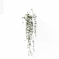 Hanging Indoor Decorative Vine Plant With Green Leaves And Lush Trailing Growth