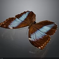 Beautiful Butterfly Featuring Red And Blue Wings With Detailed Patterns On Dark Background