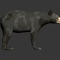 3D Bear Model Featuring Gray Brown Spotted Fur Standing Pose on Dark Background 3d model